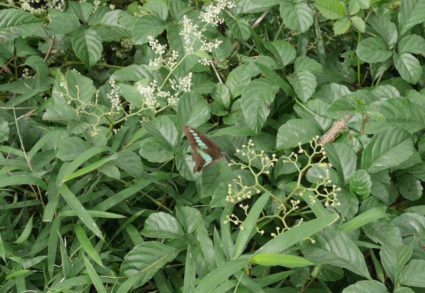 植物は地球の主役「循環農法」再読⑦_c0014967_17593649.jpg