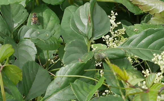 植物は地球の主役「循環農法」再読⑦_c0014967_18003834.jpg
