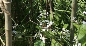 植物は地球の主役「循環農法」再読⑦_c0014967_18065345.jpg