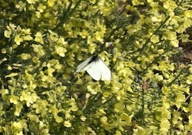 植物は地球の主役「循環農法」再読⑦_c0014967_18082130.jpg