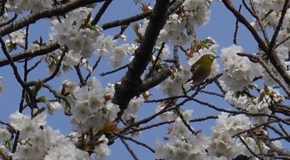 植物は地球の主役「循環農法」再読⑦_c0014967_18125910.jpg