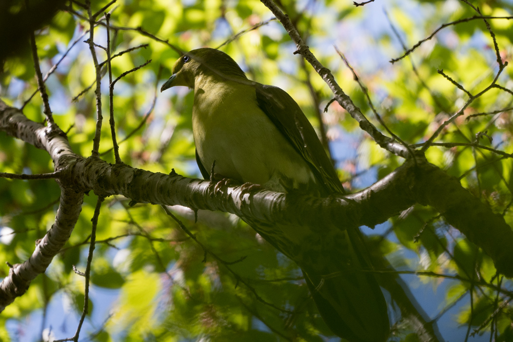 芦ノ湖　ビジターセンター　野鳥の森付近_d0395675_10024611.jpg