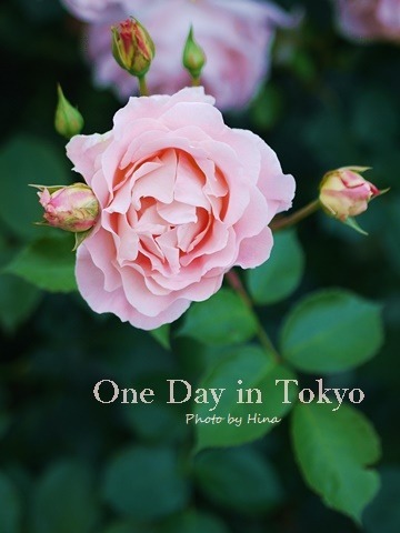 ローズガーデンは花盛り: One Day in Tokyo_f0245680_10510675.jpg
