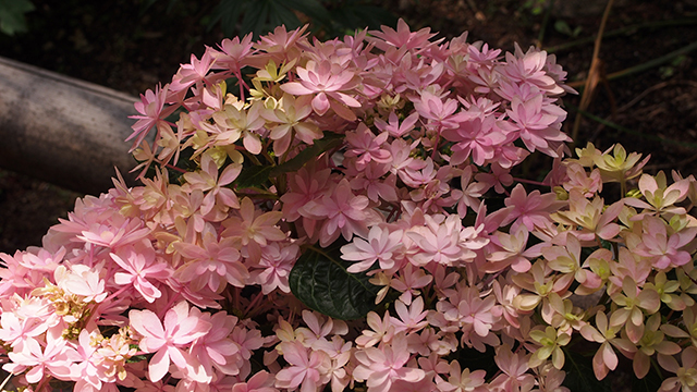 筥崎宮花庭園【紫陽花】2_a0386985_09452319.jpg