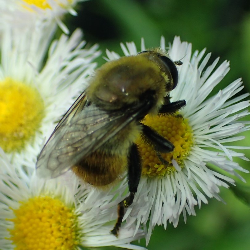 スイセンハナアブ Merodon equestris_c0208989_12540739.jpg