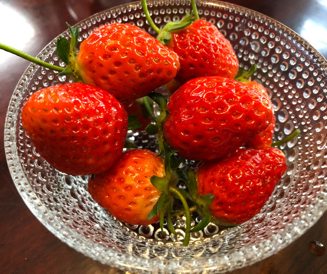 苺収穫_a0129492_08283839.jpeg