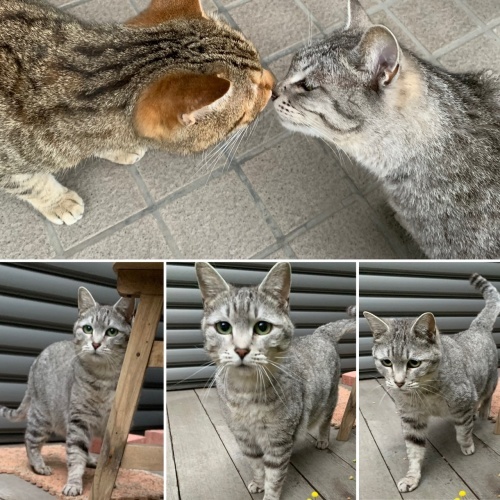 思っていたのと違う にゃん の針しごと