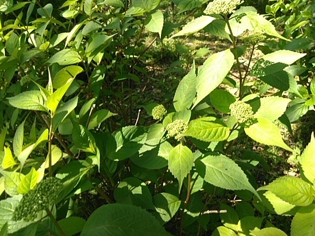 一雨ごとに花芽が立ち上がって_c0280108_21544776.jpg