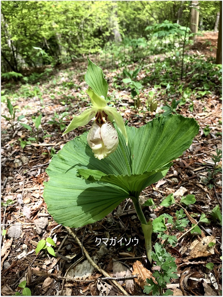 * GW春の赤城自然園を歩く *_d0317115_21061063.jpg