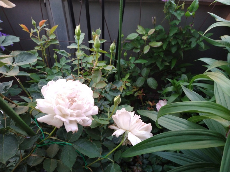 美しく香りも素晴らしい薔薇 ガブリエル ベランダ栽培