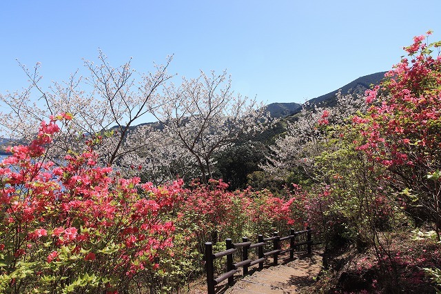 城山公園散策(その2)(撮影:4月7日)_e0321325_14252434.jpg