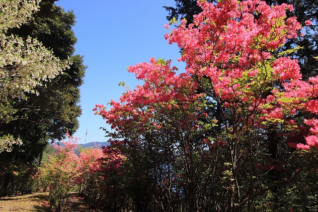 城山公園散策(その2)(撮影:4月7日)_e0321325_14280339.jpg