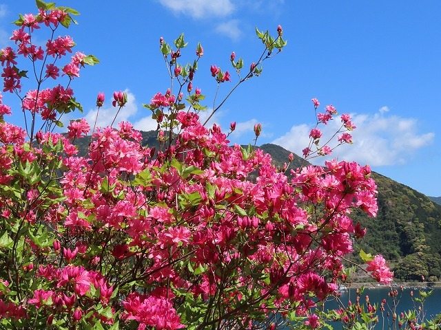 城山公園散策(その2)(撮影:4月7日)_e0321325_14310141.jpg