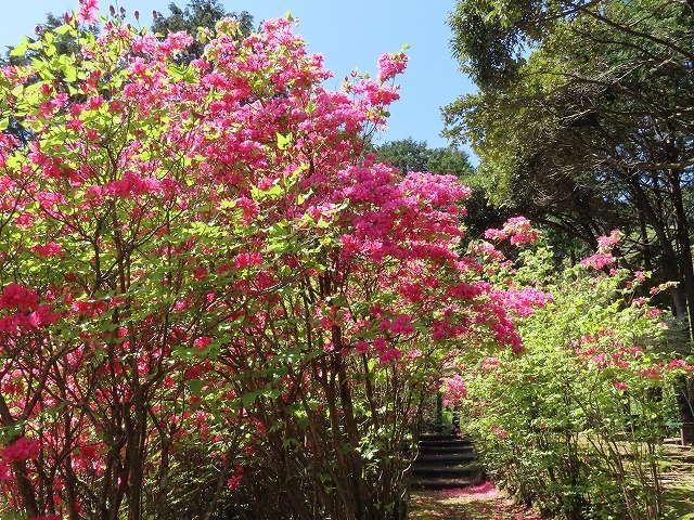 城山公園散策(その2)(撮影:4月7日)_e0321325_14315104.jpg