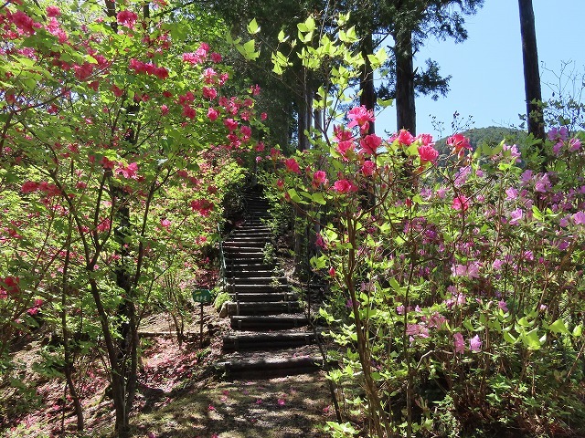 城山公園散策(その2)(撮影:4月7日)_e0321325_14320847.jpg