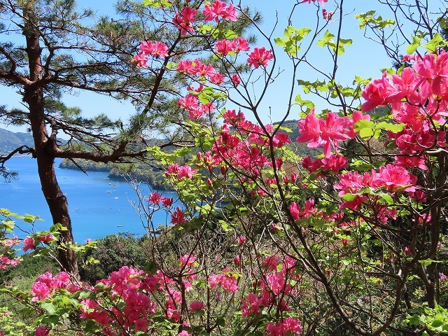 城山公園散策(その2)(撮影:4月7日)_e0321325_14352006.jpg