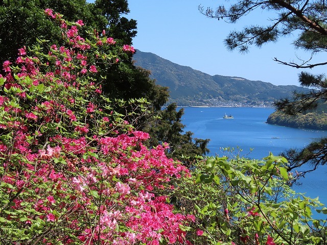 城山公園散策(その2)(撮影:4月7日)_e0321325_14353309.jpg
