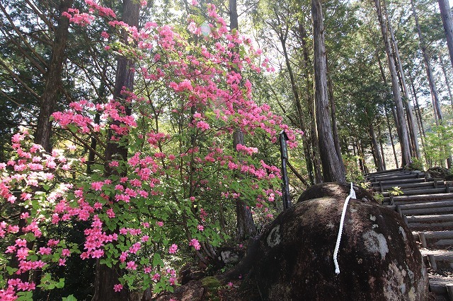 城山公園散策(その2)(撮影:4月7日)_e0321325_14354974.jpg