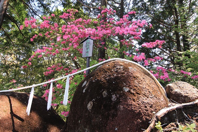 城山公園散策(その2)(撮影:4月7日)_e0321325_14360216.jpg