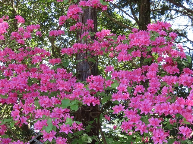 城山公園散策(その2)(撮影:4月7日)_e0321325_14382208.jpg