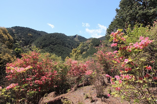 城山公園散策(その2)(撮影:4月7日)_e0321325_14383576.jpg
