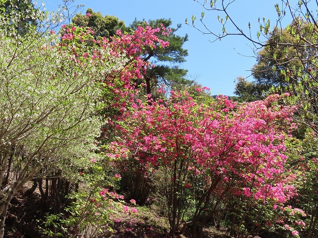 城山公園散策(その2)(撮影:4月7日)_e0321325_14394853.jpg