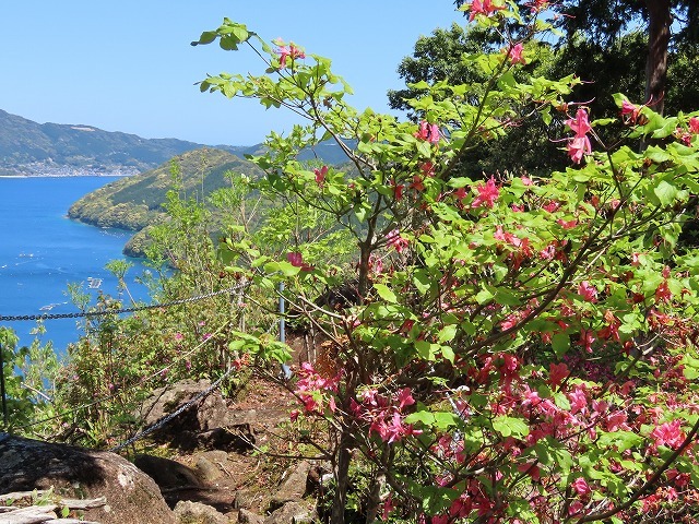 曾根城跡散策(その1)(撮影:4月7日)_e0321325_15203992.jpg