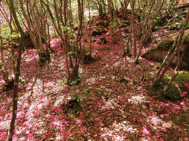 曾根城跡散策(その2)(撮影:4月7日)_e0321325_15424078.jpg