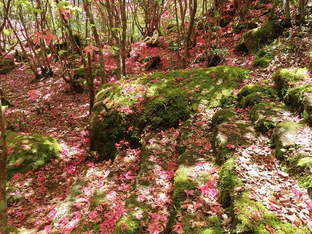 曾根城跡散策(その2)(撮影:4月7日)_e0321325_15425514.jpg
