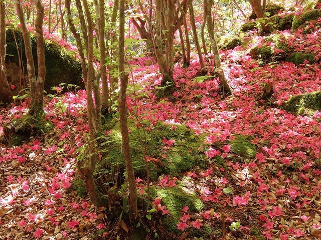 曾根城跡散策(その2)(撮影:4月7日)_e0321325_15430830.jpg