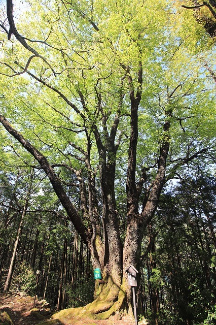 曾根城跡散策(その3)(撮影:4月7日)_e0321325_16543251.jpg