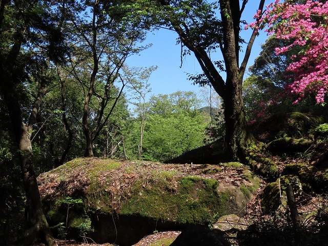 曾根城跡散策(その3)(撮影:4月7日)_e0321325_16565173.jpg