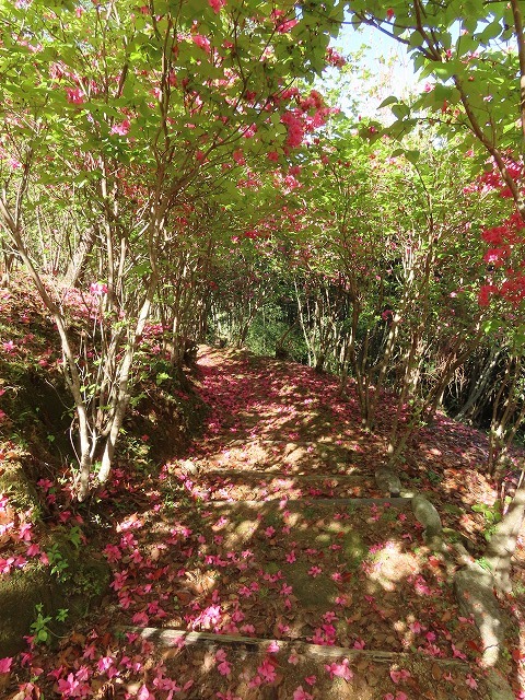 曾根城跡散策(その3)(撮影:4月7日)_e0321325_16584575.jpg