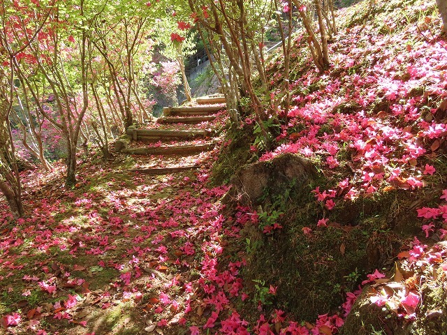 曾根城跡散策(その3)(撮影:4月7日)_e0321325_16590051.jpg