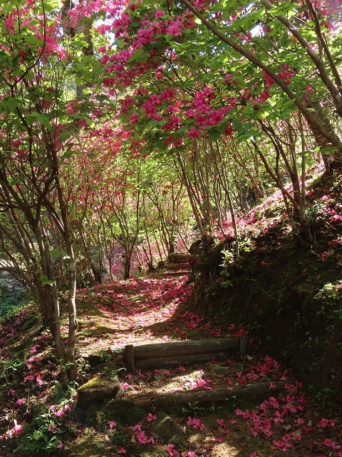 曾根城跡散策(その3)(撮影:4月7日)_e0321325_16594606.jpg