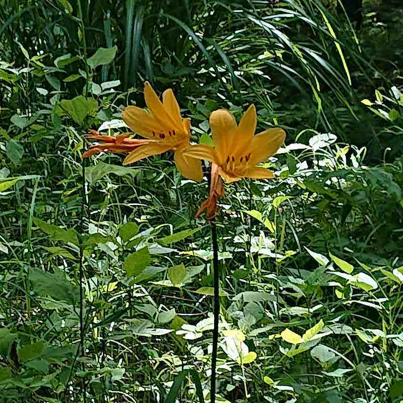 浅間山公園 ムサシノキスゲ 開花 ブナの林が好き