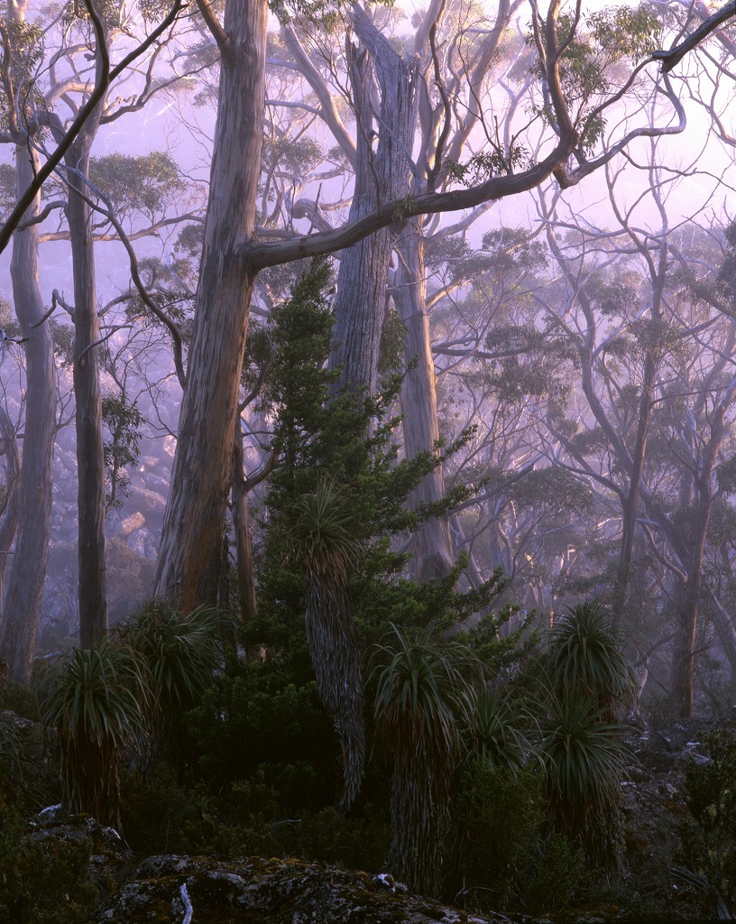 Tasmania Talking to Spirit of The Land_f0050534_11122691.jpg