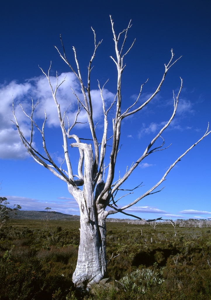Tasmania Talking to Spirit of The Land_f0050534_11123892.jpg