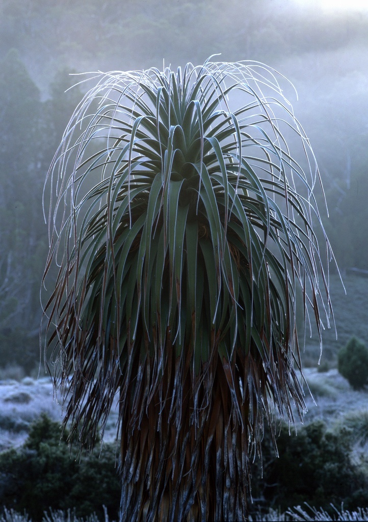 Tasmania Talking to Spirit of The Land_f0050534_11132136.jpg