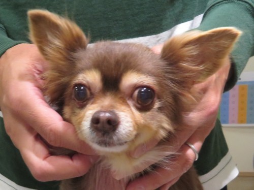 5 月 5 日の写真_c0174644_11320116.jpg
