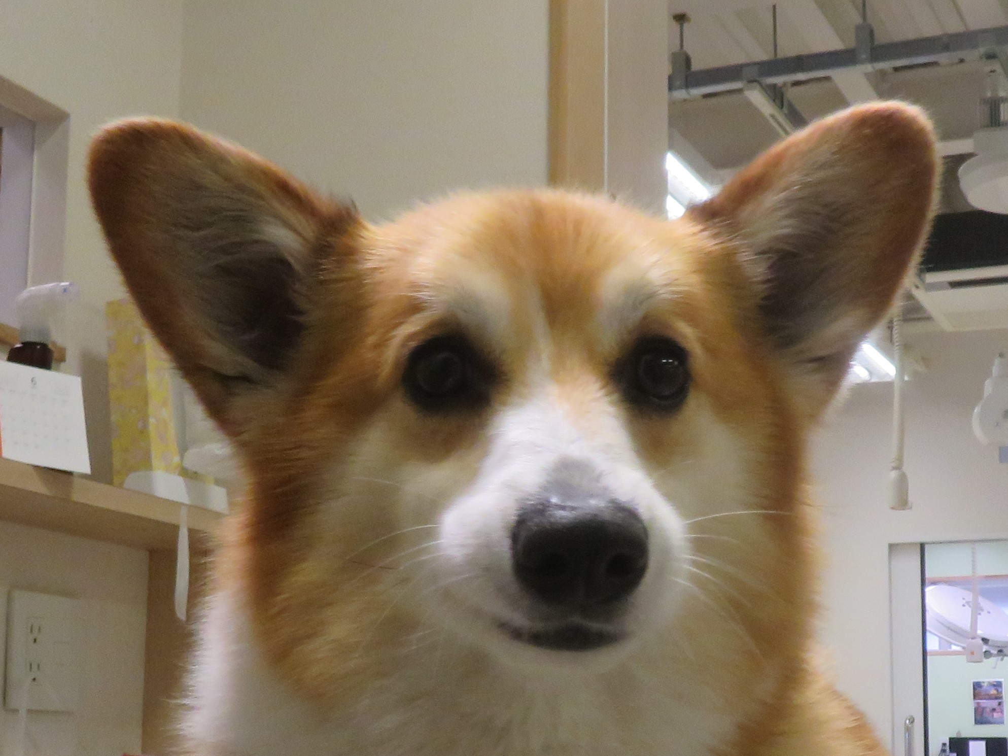5 月 5 日の写真_c0174644_11320304.jpg