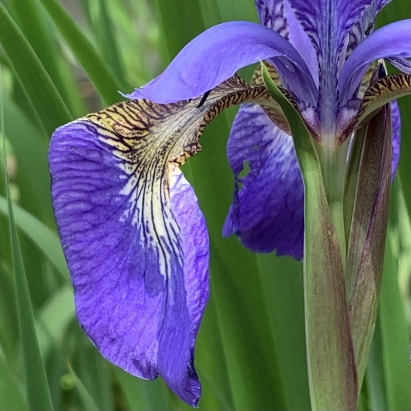 菖蒲湯の花 花菖蒲 アヤメ カキツバタ アイリス イチハツの違い ちょろり2日々徒然 菖蒲湯の花 花菖蒲 アヤメ カキツバタ アイリス イチハツの違い ちょろり2日々徒然