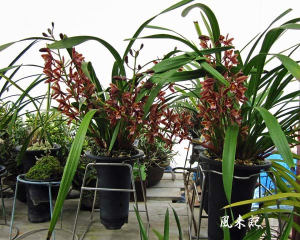 牛若丸なんか？　　　　　　　　　　No.2095_d0103457_22245755.jpg