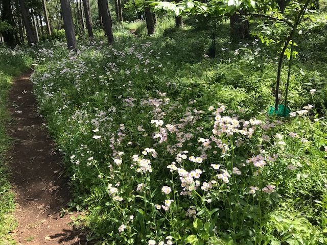 六国見山でハルジオン群生し存在感アピール5・4_c0014967_21443833.jpg