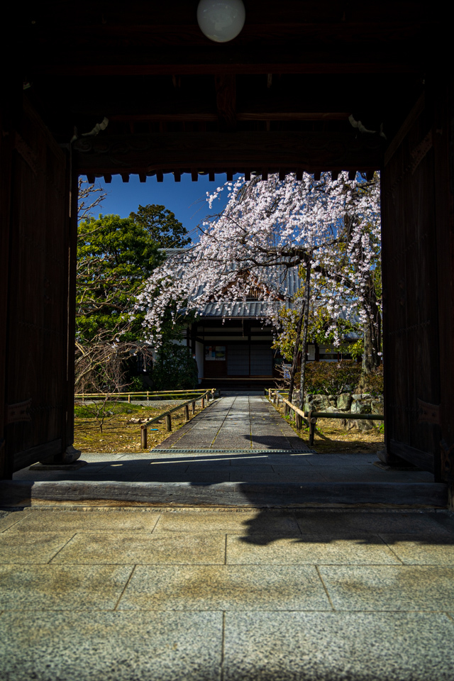 桜　2021　上品蓮台寺！　_b0128581_22022951.jpg