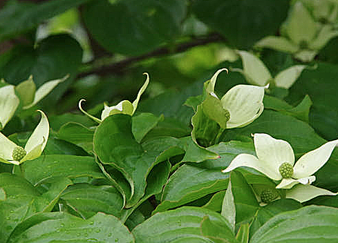 その後の山帽子の花_c0076682_14120722.png