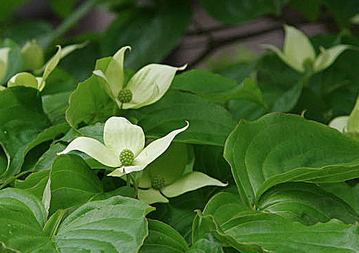 その後の山帽子の花_c0076682_14121683.png