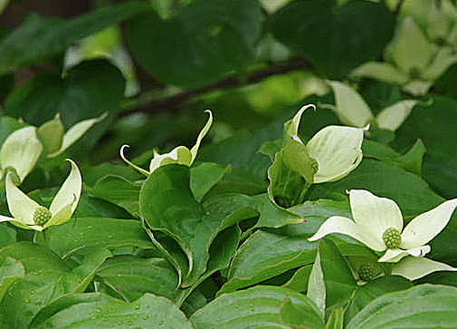 その後の山帽子の花_c0076682_14125117.png