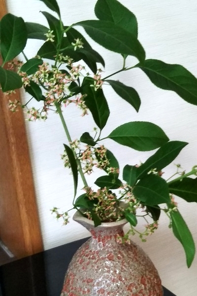 植物名が マユミ と判明するまでの奮闘記 健気に育つ植物たち