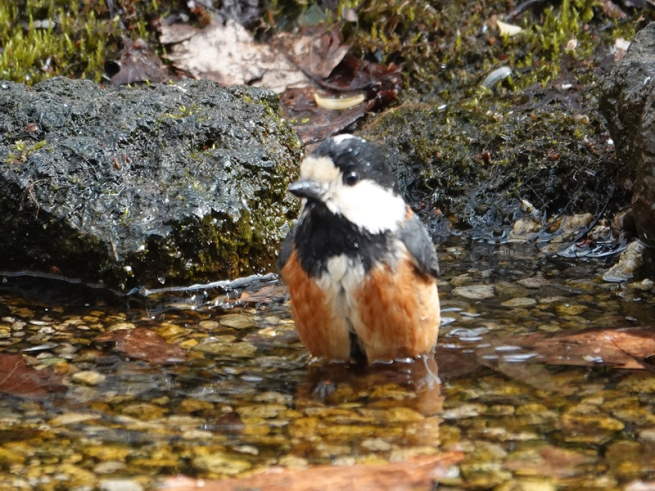 ヤマガラ（水浴び編）_c0402787_22040778.jpg